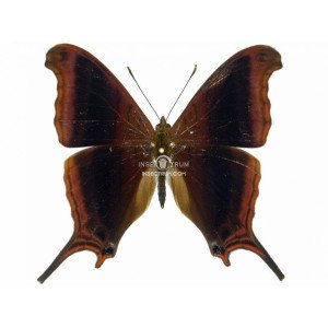 MARPESIA ZERYNTHIA 